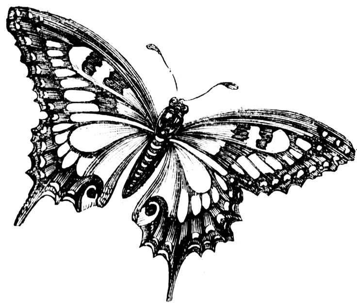 736x631 And White Vintage Butterfly Clipart