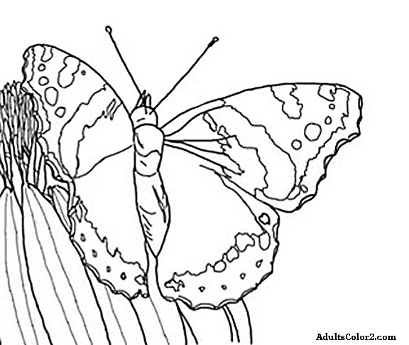 576x485 Butterfly Coloring Pages Airborne Art