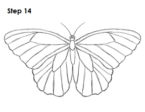 500x386 Butterfly Side Line Drawing