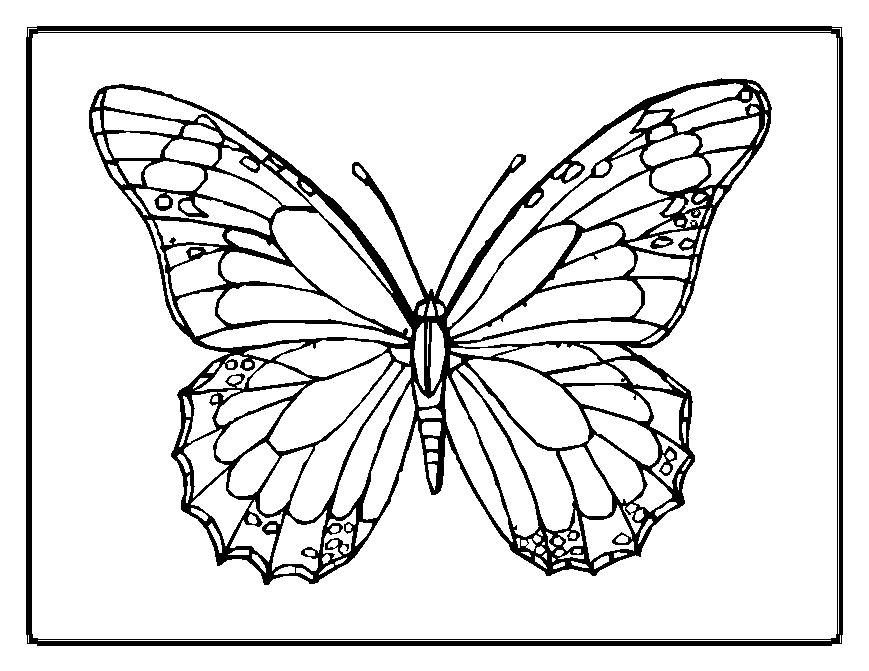 869x671 Coloring Pages Of Butterflies