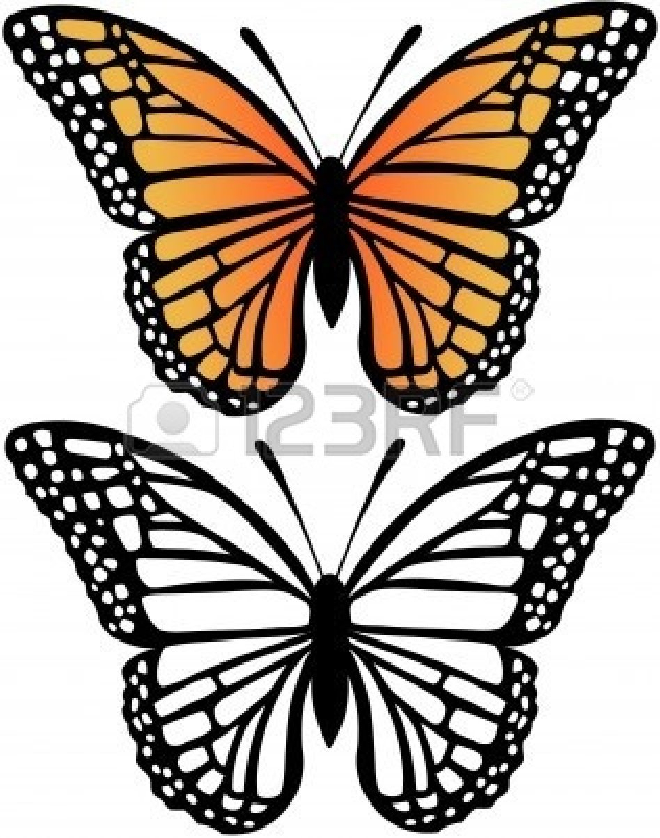 948x1203 Monarch Butterfly Line Drawing Encounter With A Monarch Butterfly