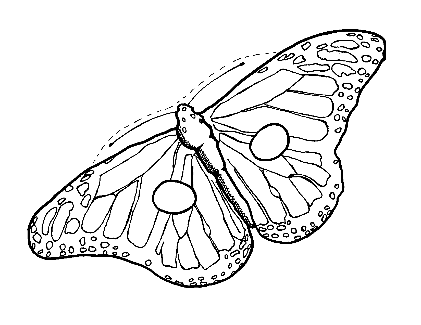 1650x1275 Monarch Butterfly Outline