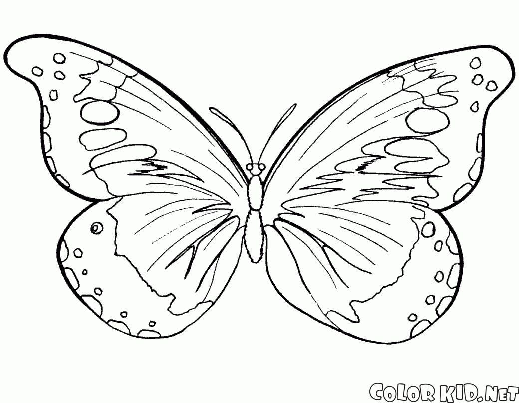 1040x807 Coloring Page