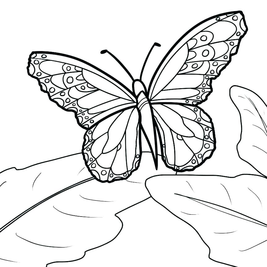 863x863 Coloring Page Of Butterfly