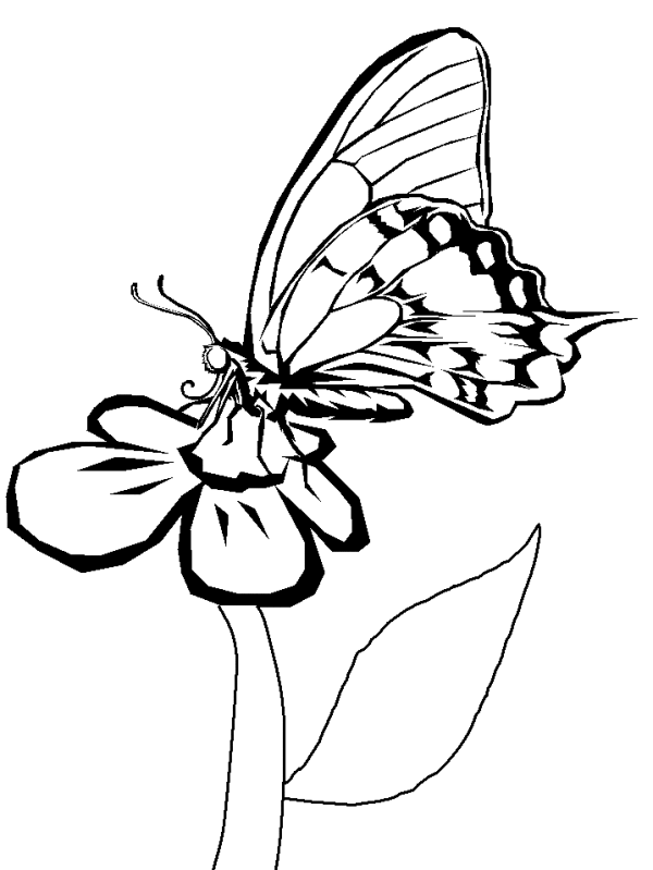 600x799 Butterfly And Flower Coloring Pages For Kids
