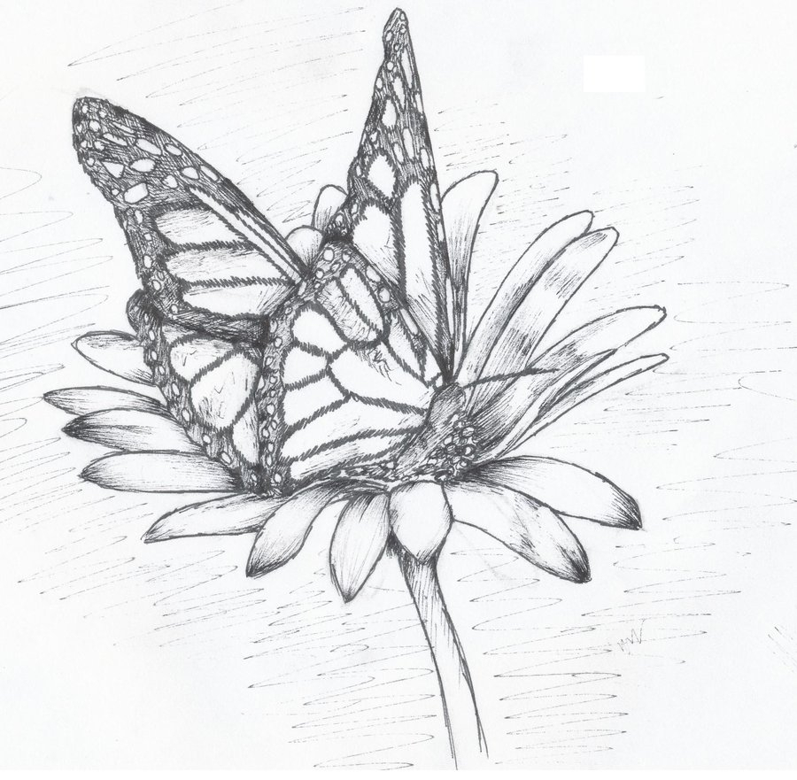 900x881 Flower With Butterfly Drawings