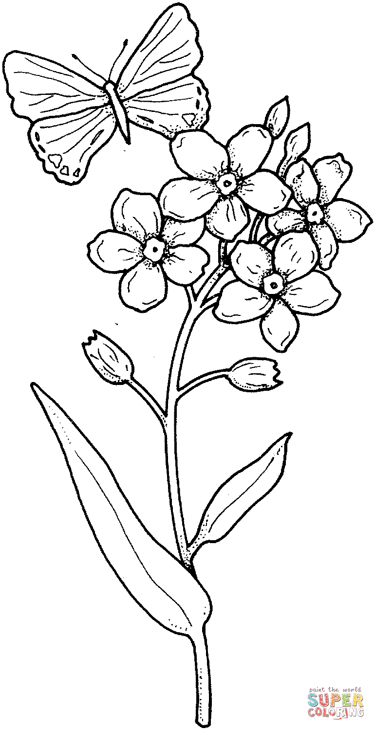 770x1500 Butterfly Flies On A Flower Coloring Page Free Printable