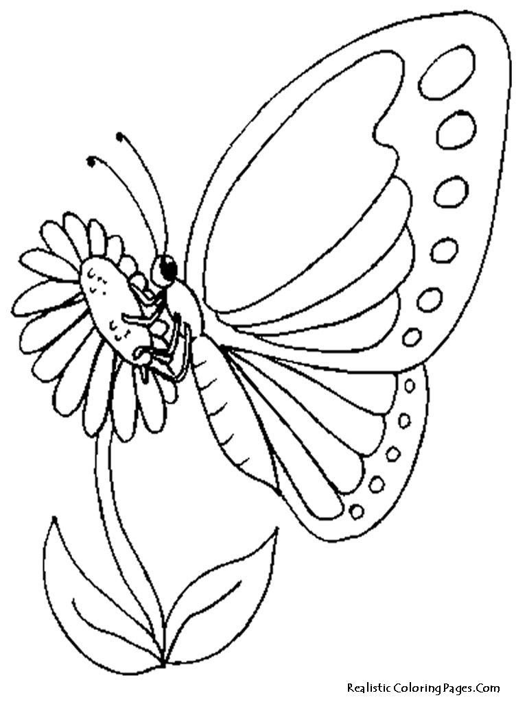 Butterfly On Flower Drawing at GetDrawings | Free download