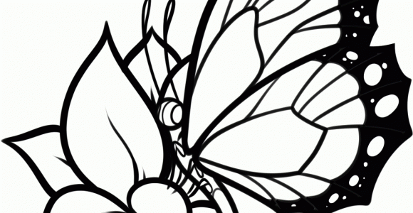 580x300 Tag Butterfly On Flower Drawing Step By Step