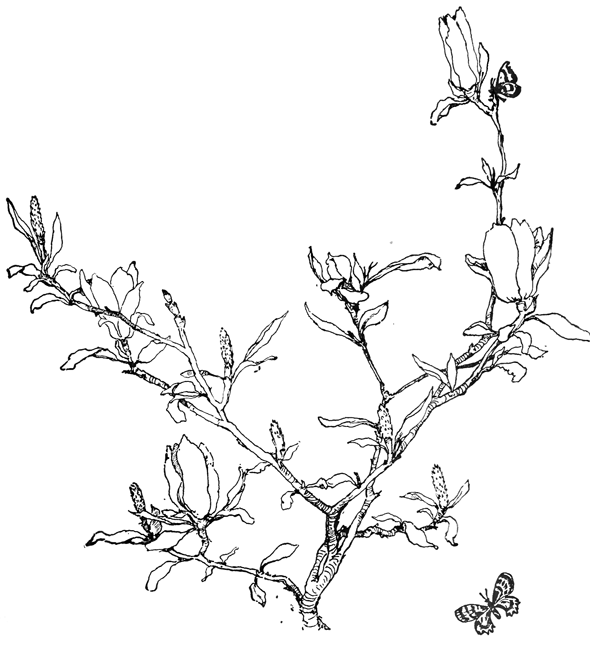 590x648 Butterflies On Flower Blossoms Coloring Book Page Printable