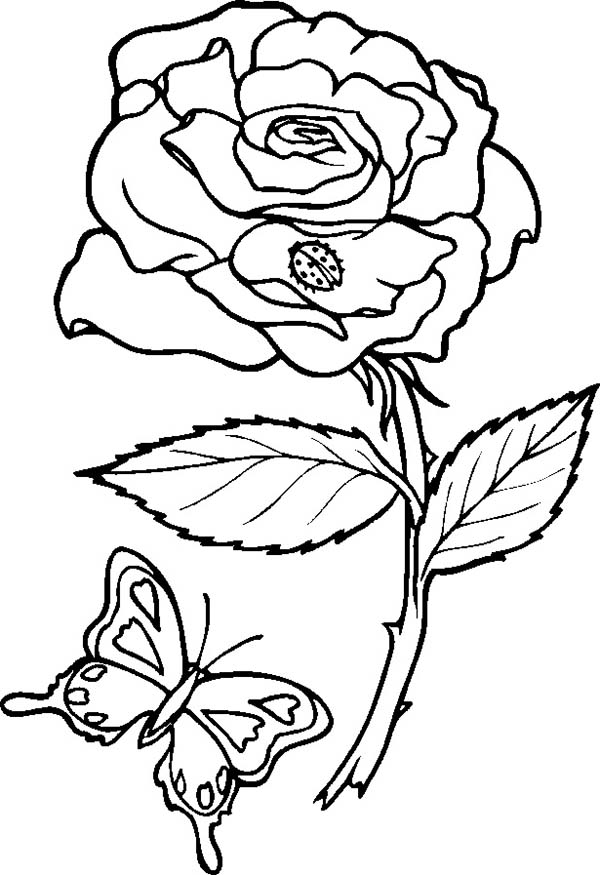 600x875 Rose And Butterfly Coloring Page