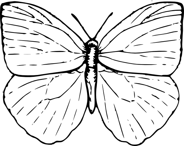 600x475 Butterfly Outline Drawings Butterfly