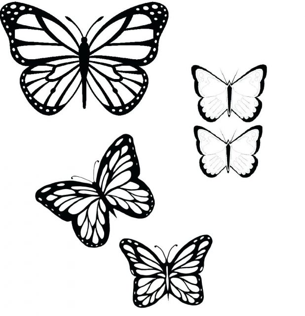 618x640 Butterfly Outline Tattoo Pictures Of Butterflies Outlines No