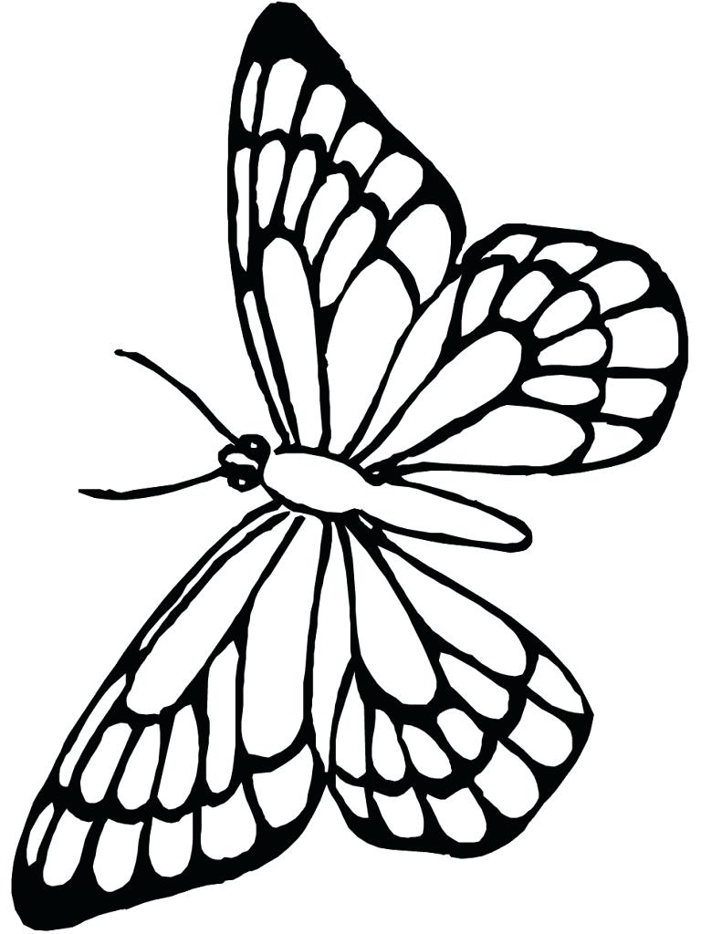 768x1024 Coloring Butterfly Outline Coloring Page