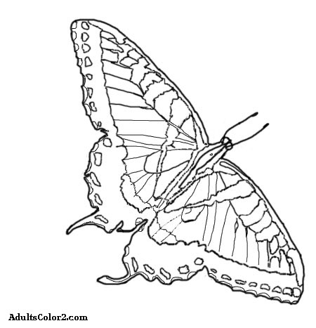 450x467 Butterfly Coloring Pages Airborne Art