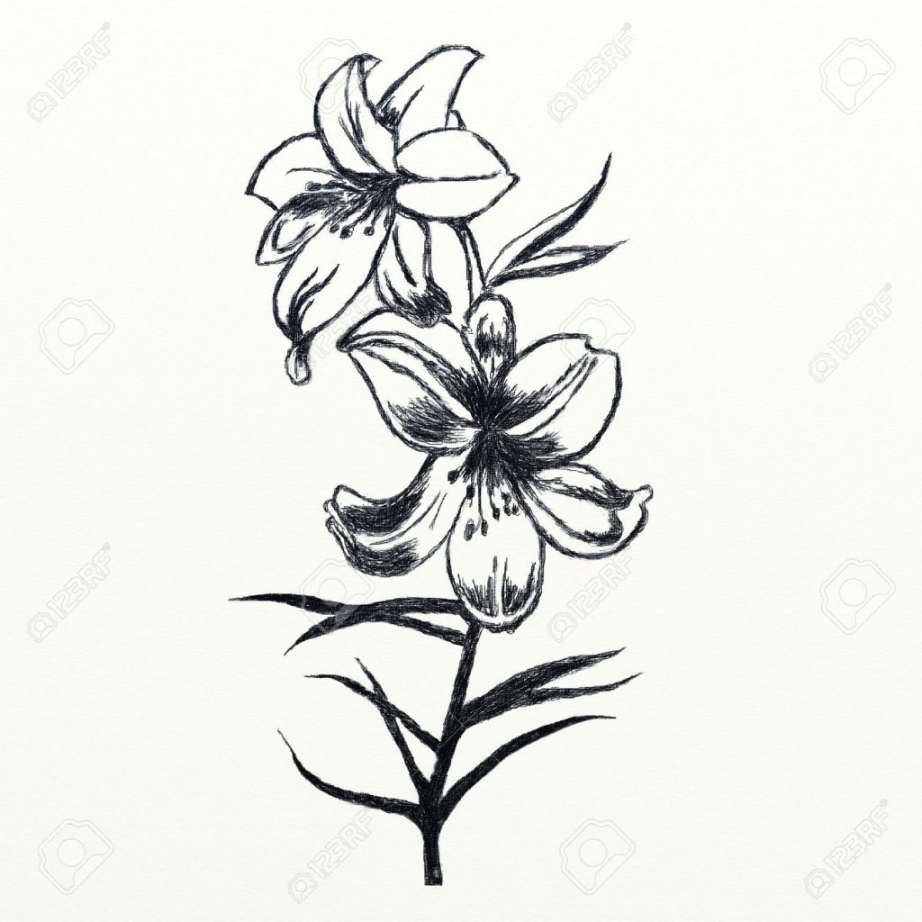 1024x1024 Flowers Sketches Drawing Butterfly Pencil Drawings