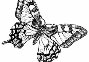300x210 Pencil Sketched Butterfly Image Butterfly Sketches Drawing Pencil