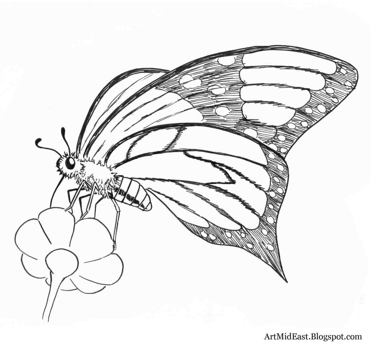 1264x1185 Drawn Drawings Of Butterflies Butterfly Pencil And