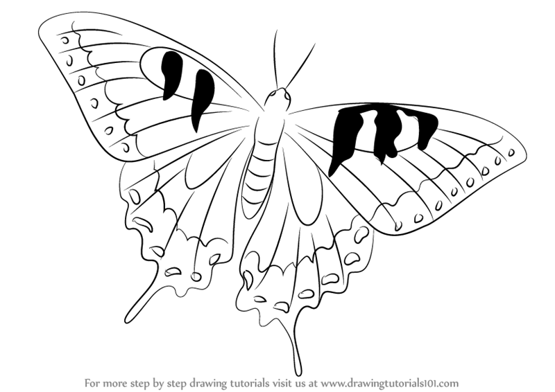 800x566 Learn How To Draw A Swallowtail Butterfly (Butterflies) Step By