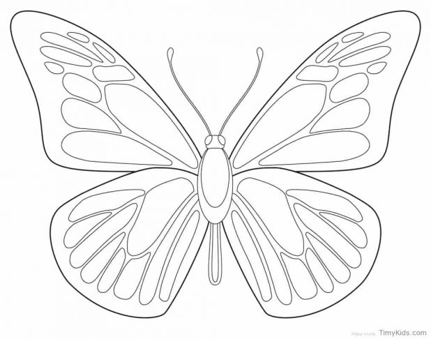 618x486 Coloring Pages Captivating Butterfly Outline. Butterfly Outline