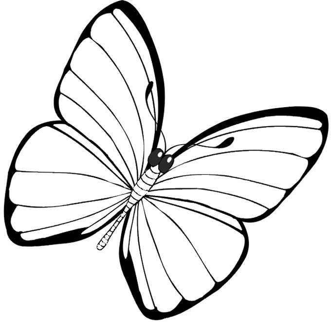 Butterfly Simple Drawing at GetDrawings | Free download