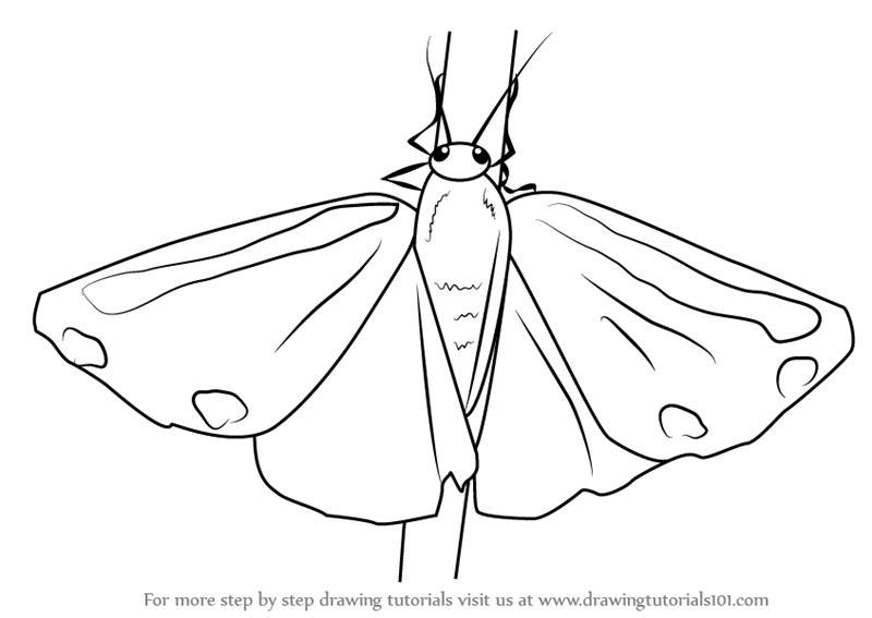 800x567 Drawn Moth Simple