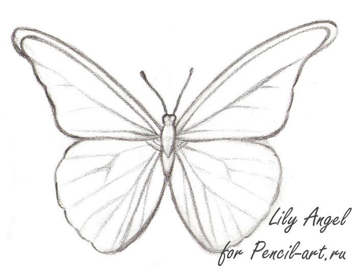 690x521 How To Draw A Butterfly Of Morpho Anaxibia With A Pencil Step By Step