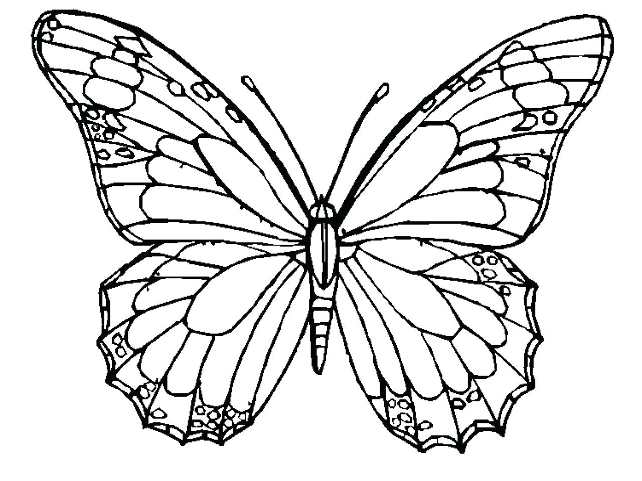 Butterfly Wings Drawing at GetDrawings | Free download
