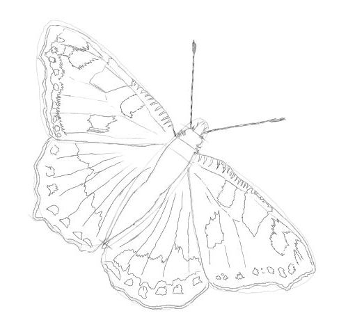 500x460 Easy To Draw Butterflies Butterfly Drawing Finished Without