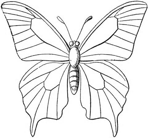 480x448 Butterfly Drawings To Colour
