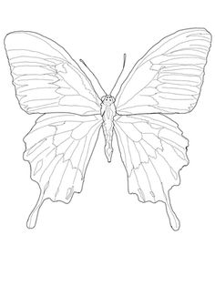 236x314 Linert Drawings Butterflies Blackmp White Line Drawing