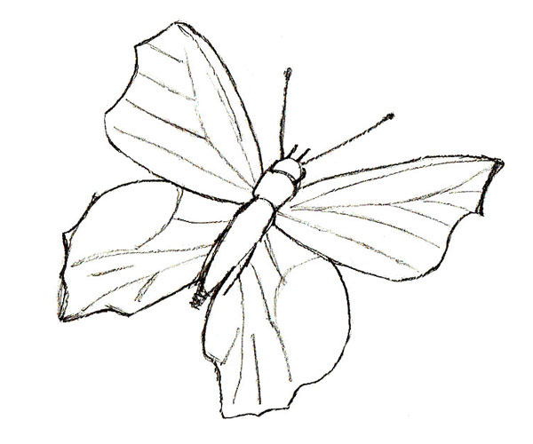 600x500 How To Draw A Butterfly