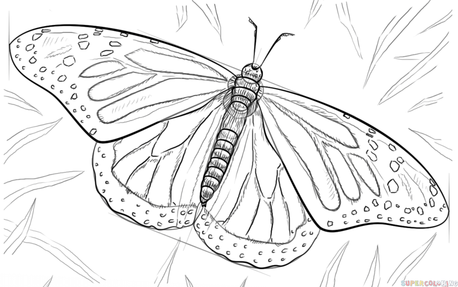 900x565 How To Draw A Monarch Butterfly Step By Step Drawing Tutorials