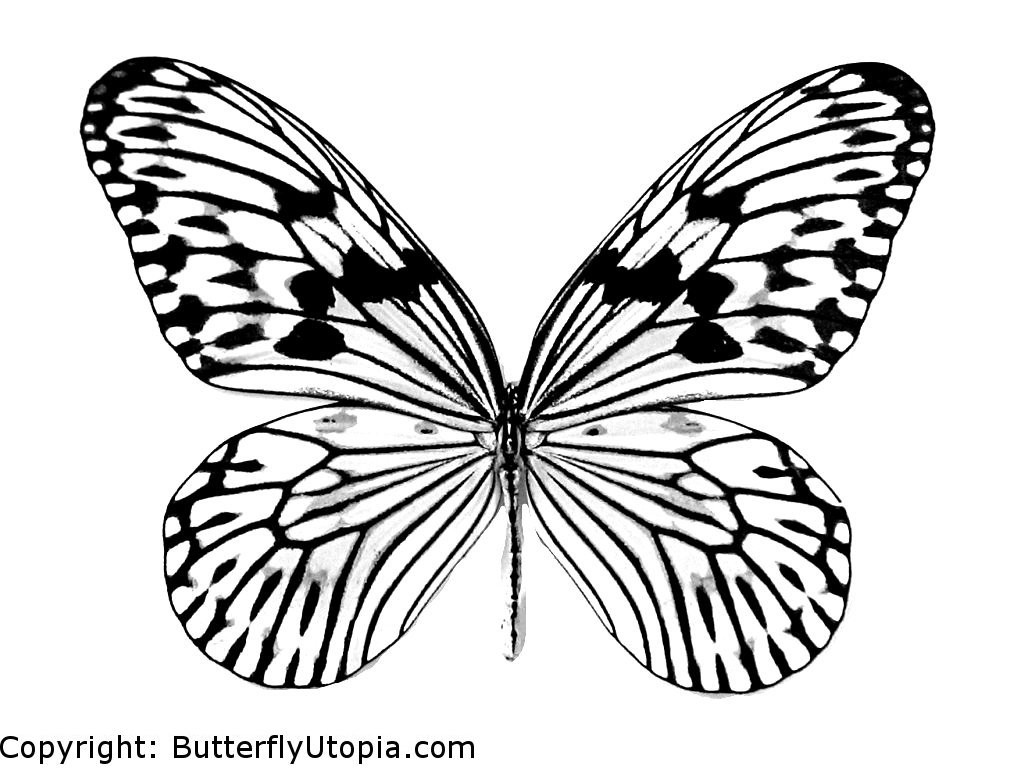 1024x768 Kilian Palacio Swallowtail Butterfly Drawing