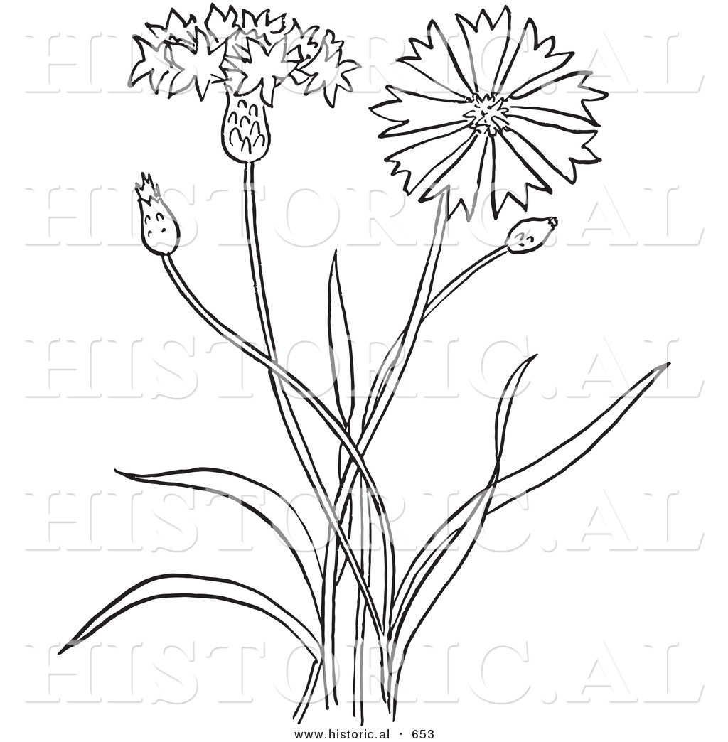1024x1044 Historical Vector Illustration Of A Bachelors Buttons Plant