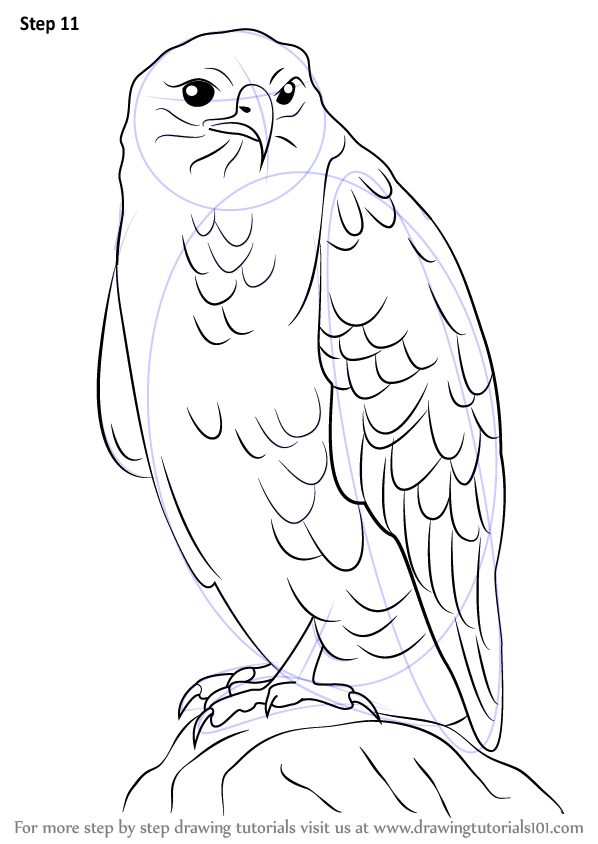 598x844 Learn How To Draw A Common Buzzard (Birds) Step By Step Drawing