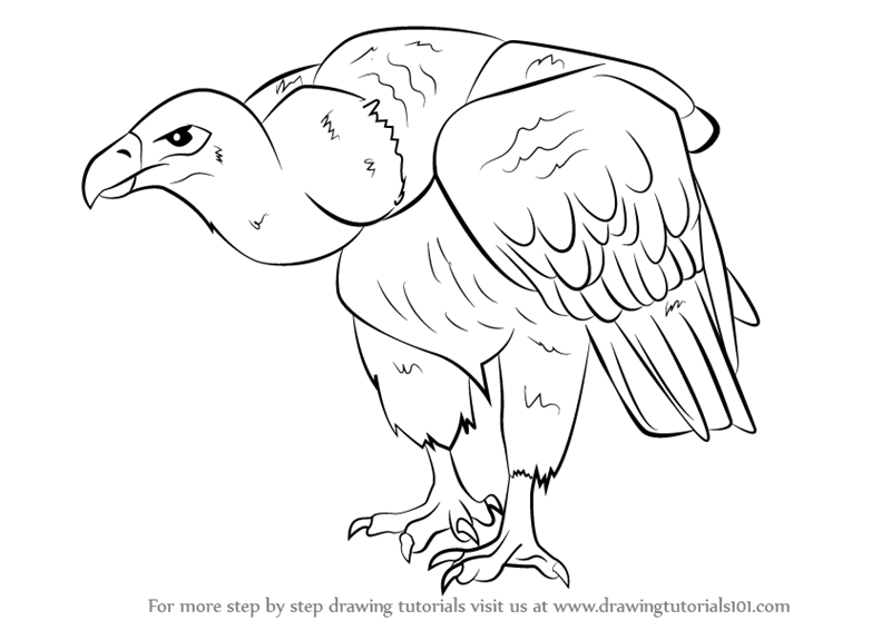 800x566 Learn How To Draw A Griffon Vulture (Bird Of Prey) Step By Step