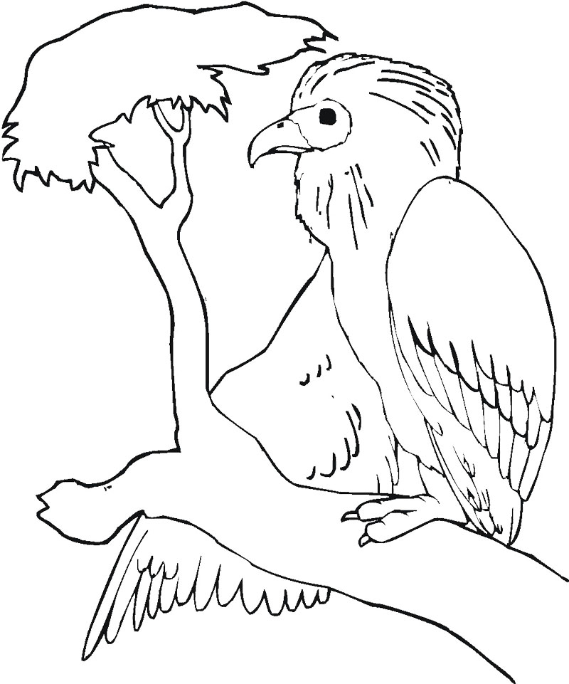 800x961 Buzzard Is Sitting On The Tree Branch Coloring Page Tree