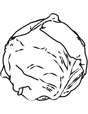 371x480 Cabbage Coloring Page Free Printable Coloring Pages