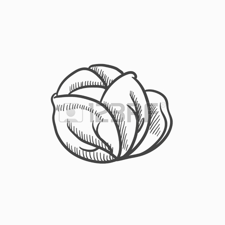 450x450 Cabbage Vector Sketch Icon Isolated On Background. Hand Drawn