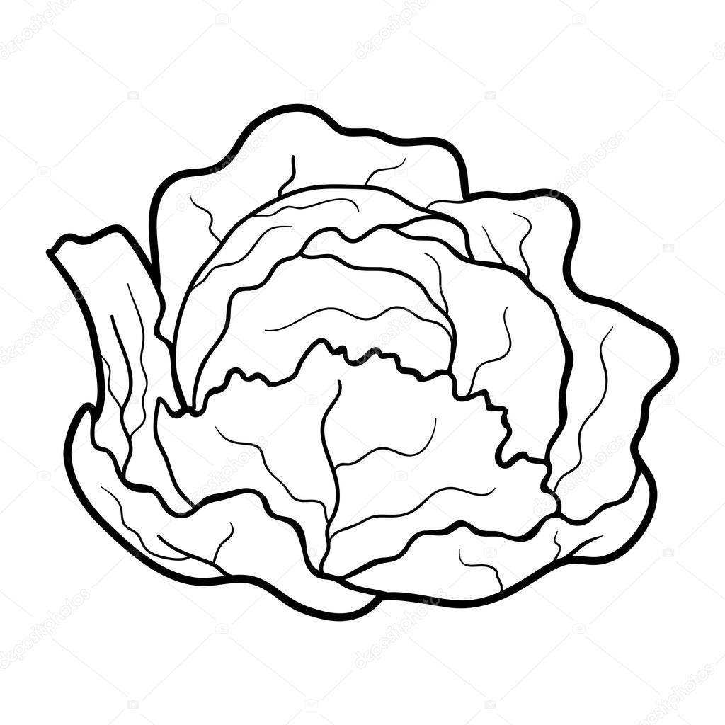 Cabbage Drawing at GetDrawings | Free download