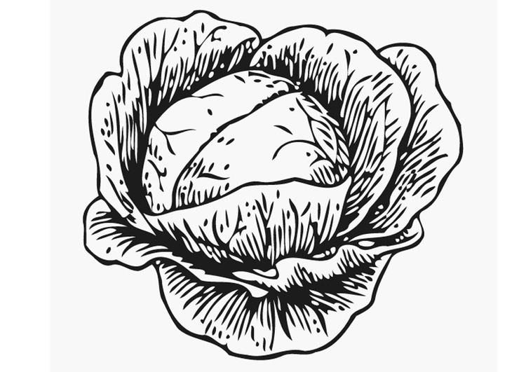 750x531 Coloring Page Cabbage