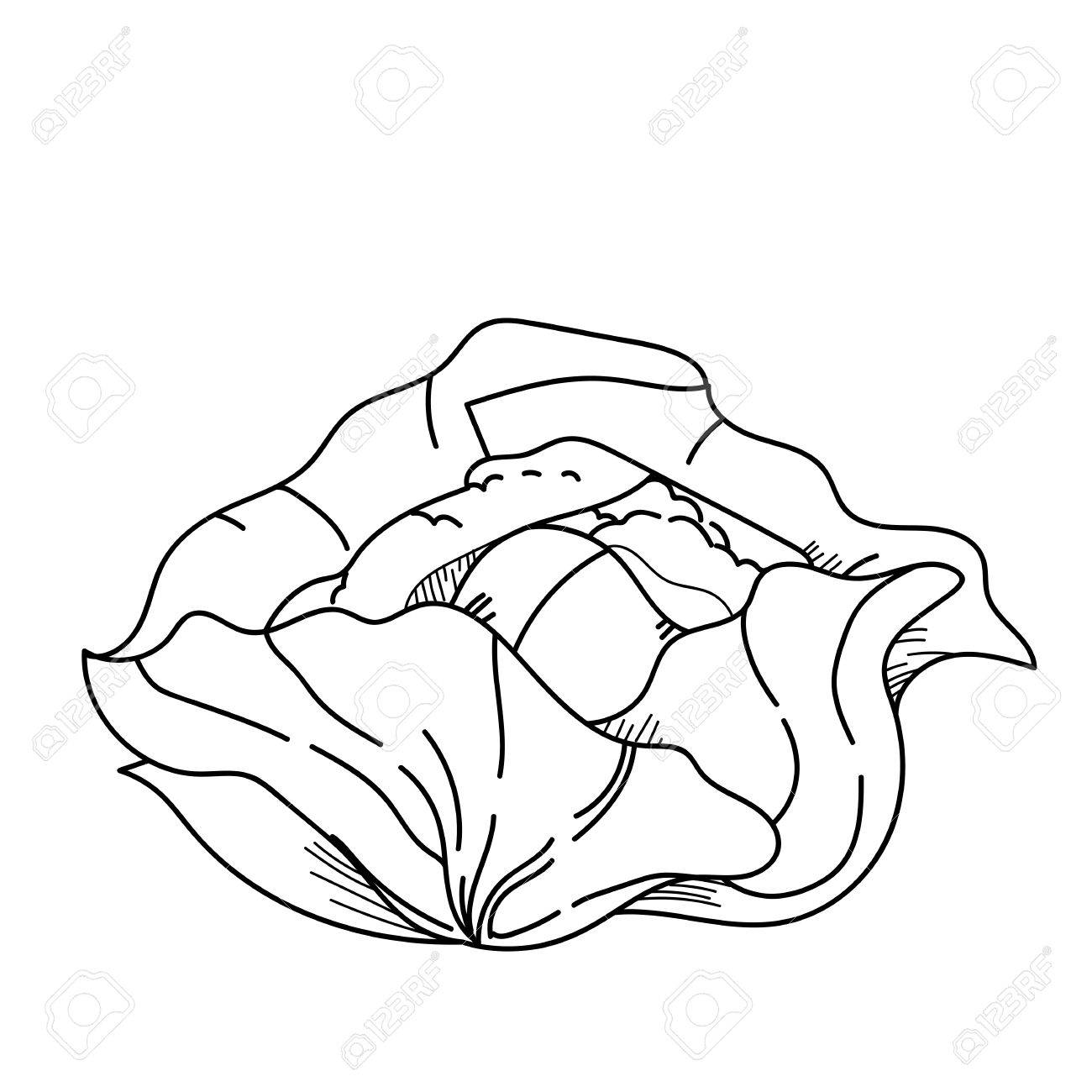 1300x1300 Freehand Drawing Illustration Vegetable Cabbage. Stock Photo