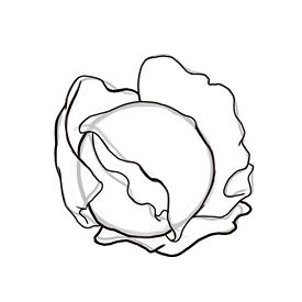275x275 How To Draw Cabbage With A Pencil Step By Step
