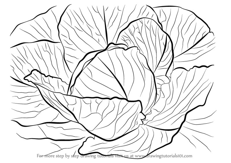 800x567 Learn How To Draw A Cabbage (Plants) Step By Step Drawing Tutorials
