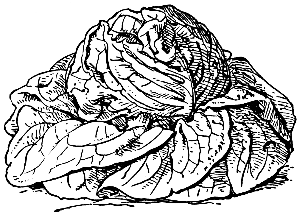 1024x712 Cabbage Lettuce Clipart Etc