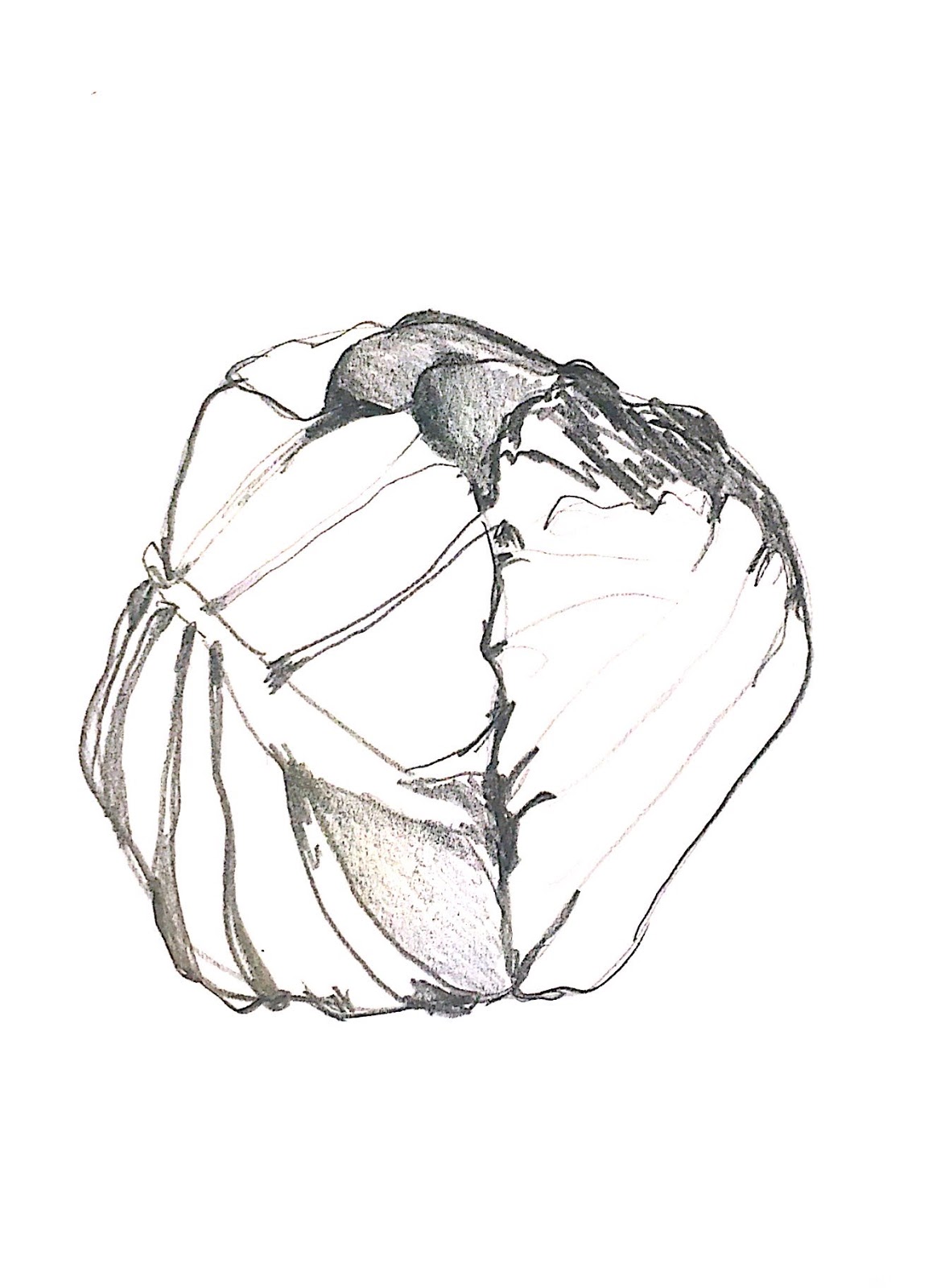 Cabbage Drawing at GetDrawings | Free download