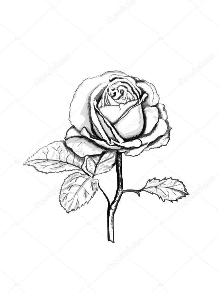 768x1024 Rose Sketch. Stock Photo Likka