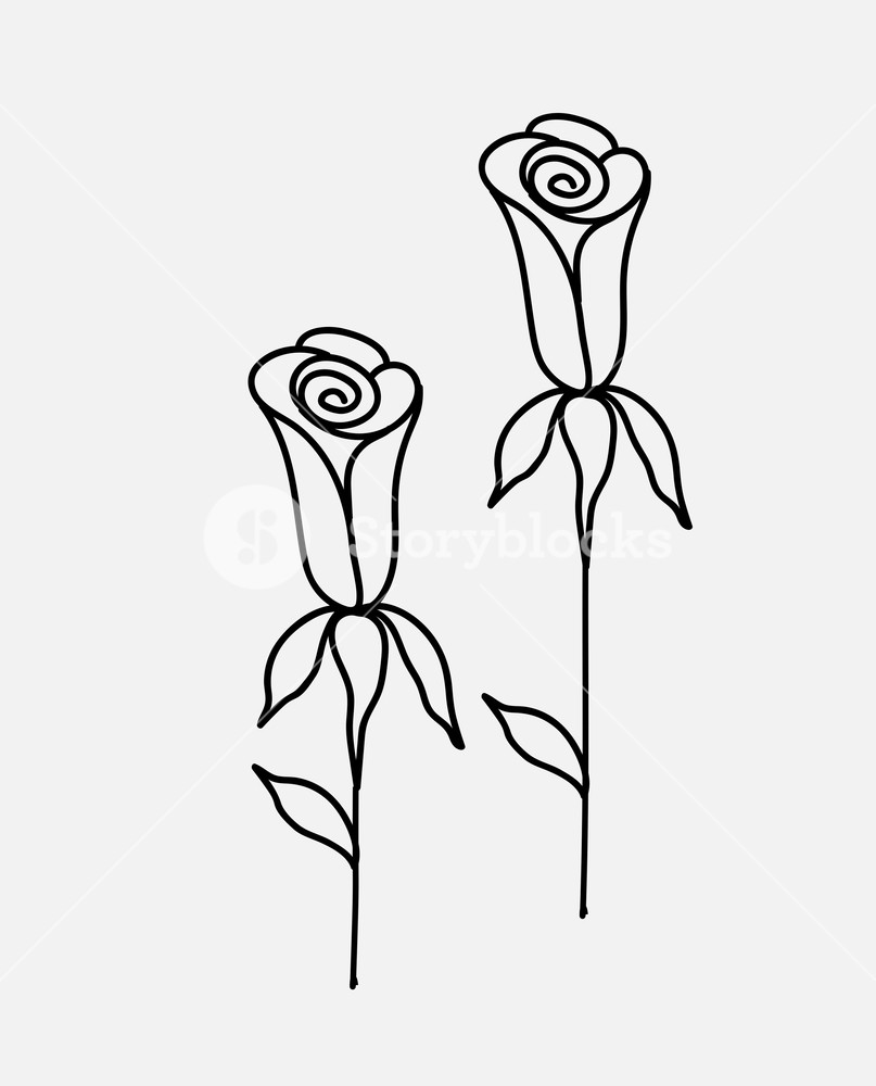 807x1000 Roses Drawings Vector Illustration Royalty Free Stock Image