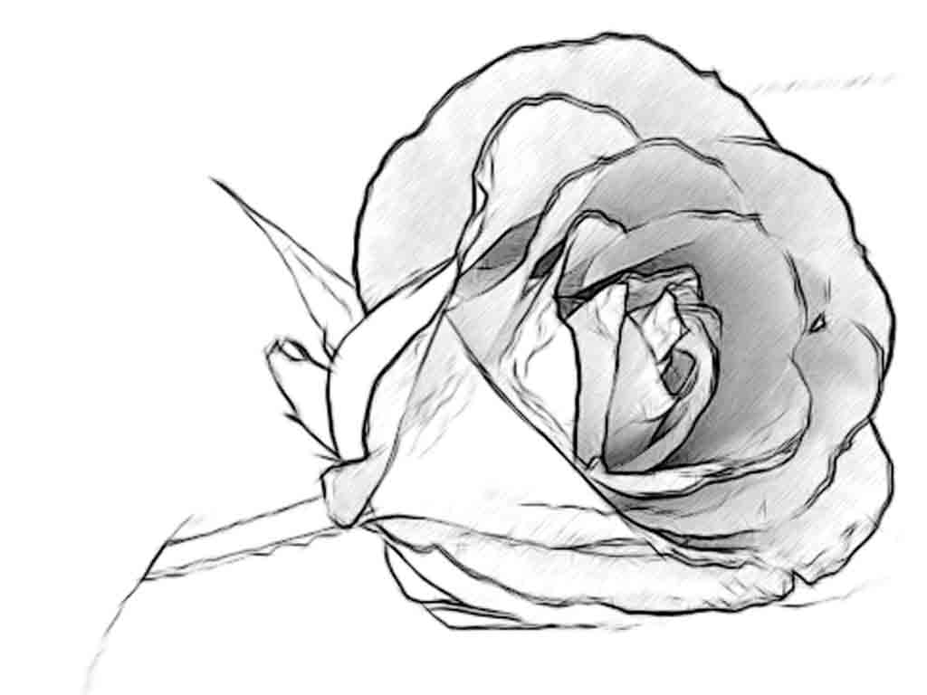 1024x768 Simple Rose Drawings In Pencil For Kids Images About Doodle